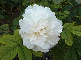 Hvid rose - Liljensøe Have & Landskab Design