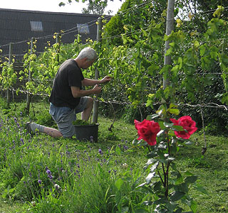 Rose ”Hanne” - Liljensøe Have & Landskab Design